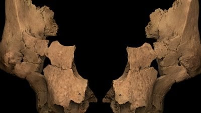 Batı Avrupa'da 1.4 Milyon Yıllık İnsan Fosili Keşfedildi!