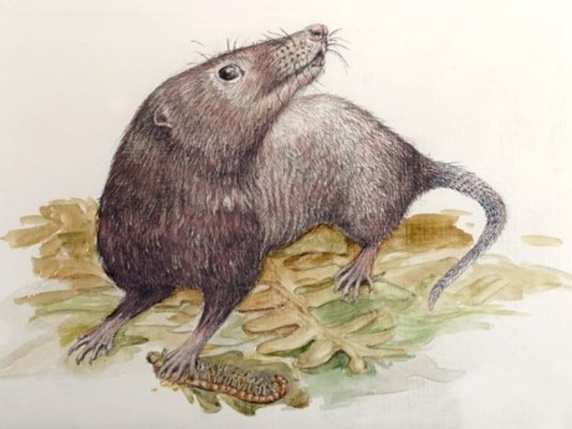 Adelobasileus cromptoni