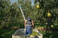 Takeaways from AP's report on the growing dangers of heat on pregnant agriculture workers