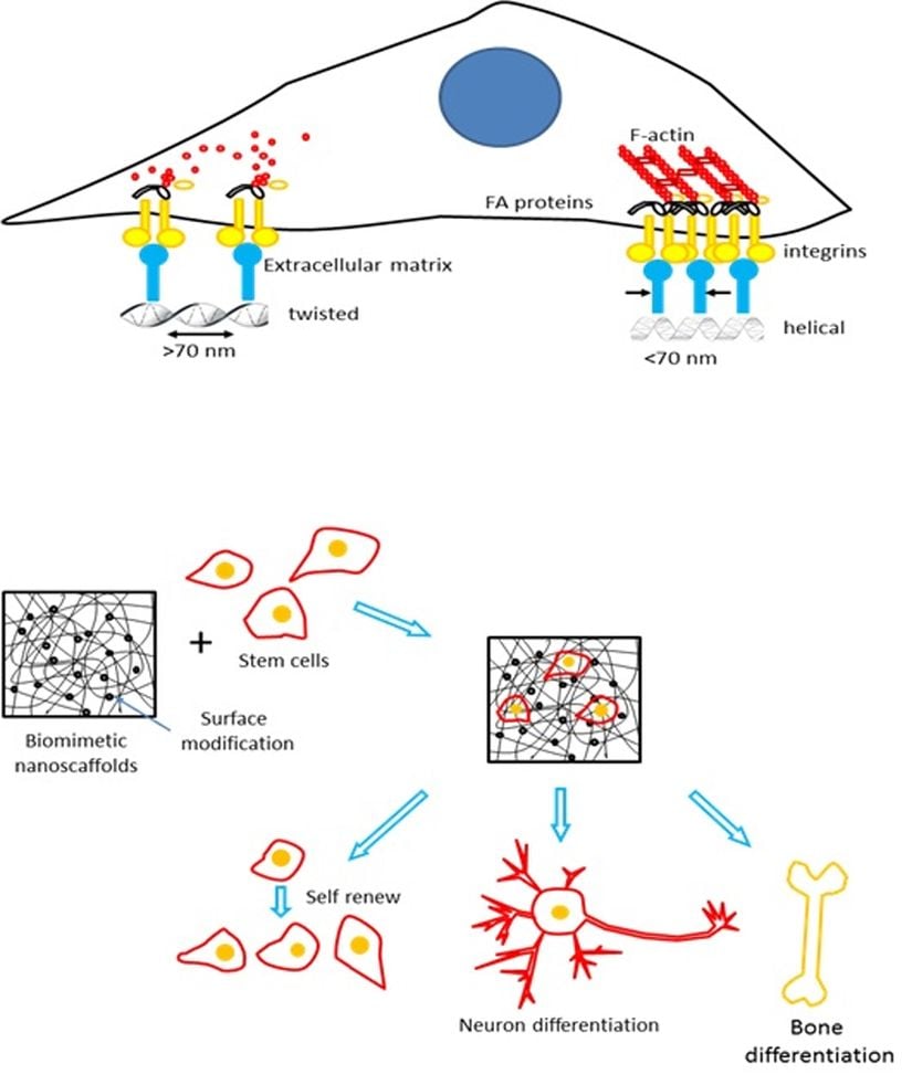 Görseldeki şekil, Nanoteknoloji’nin kök hücre fonksiyonunu düzenleme aşamalarını gösteriyor: (A) İntegrin (hücreleri ortama bağlayan reseptörler) aktivasyonu, integrin aracılığı ile hücrelerin bağlanması, hücre içi iskeletin organizasyonu ve hücrelerin yayılması için uygun ortam. (B) Değiştirilmiş nano kalıplar; kök hücrelerin yenileme süreçlerini, nöral farklılaşmayı ve osteojenik farklılaşmayı düzenliyor.