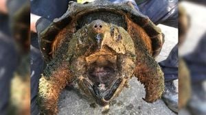 Alligator Snapping Turtle Named Gabi Found In Germany