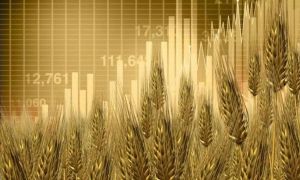 Global Wheat Prices Surge Amidst Economic Turmoil