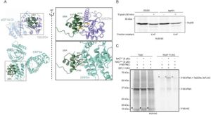 Ribosome Chaperone Ypl225w Drives EEF1A Folding During Translation