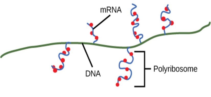 Şekil 3: Birden fazla polimeraz enzimi, tek bir bakteri genini kopyalayabilirken, çok sayıda ribozom aynı anda mRNA transkriptlerini polipeptitlere çevrir. Bu sayede spesifik bir protein, bakteri hücresinde hızla yüksek bir konsantrasyona ulaşabilir.