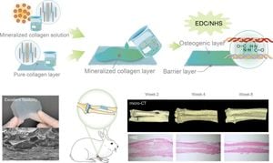 Phosvitin Reveals Key Role In Collagen Mineralization