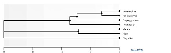 Bu çalışmada da benzerlik, 6.4 milyon yıl önce ayrıştığımızı göstermektedir ama yine de insan ve şempanze olması gerektiği kadar yakın akrabadır.