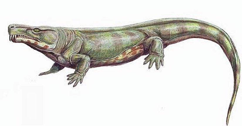 Limnoscelis (Çizim Rekonstrüksiyon)