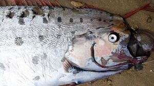 Deep Sea Oarfish Washes Ashore Off San Diego