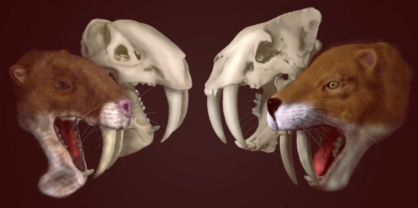 Smilodon ve Thylacosmilus kafalarının bir karşılaştırılması. Görülebileceği üzere   Thylacosmilus'ların alt çenelerinde dişlerin yerleştirilebileceği bir bölüm bulunur.