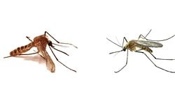 Londra Metrosu Sivrisineği: Yeraltı Tünellerine Hapsolan Sivrisinekler, Yeni Türlere Evrimleştiler!