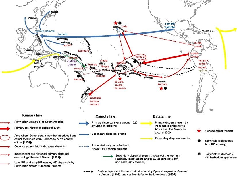 Genetik analizlere göre tatlı patates ve normal patatesin anavatanından Okyanusya ve Asya boyunca yayılma şeması.