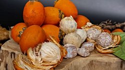 4.000 Yıllık Dişlerde Betel Fıstığı Kullanımına Dair İlk Doğrudan Kanıt Bulundu.