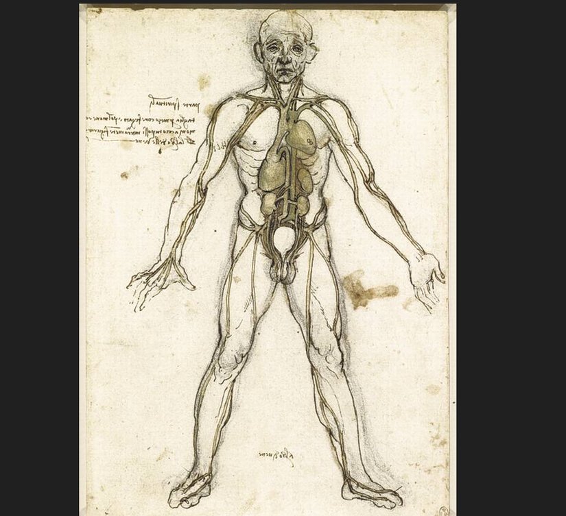 Leonardo da Vinci  Anatomi Resmi