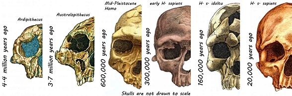 Skulls of Hominins
