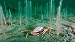 Marmara’yı deniz süpürgeleri kurtara bilir mi?