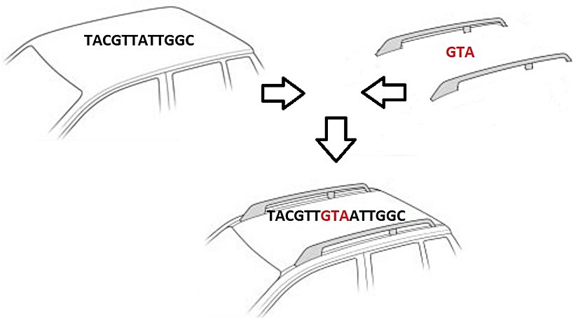 Görsel 3. Gen Aktarma Yönteminin Günlük Hayattan Örneklendirilmesi
