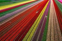 This Massachusetts Tulip Festival Just Ranked Among The ‘Top 10 In The Nation’