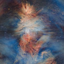 Fox Fur, Cone, and Christmas Tree