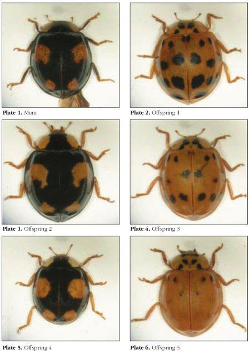 Yukarıda, Harmonia axyridis türüne ait çeşitliliği görmektesiniz. Fotoğrafta, ana nesilden (sol üst köşe) sonra, 5 nesilde oluşan farklı canlılar görülmektedir. Hepsi aynı türe aittir ve aralarında doğrudan akrabalık ilişkisi vardır; ancak kolayca görebileceğiniz gibi büyük bir fiziksel çeşitlilik söz konusudur. Bu çeşitlilik, bu böceklere yaşadıkları ortamdaki kamuflaj veya Cinsel Seçilim'deki seçim unsurları konusunda avantaj veya dezavantaj sağlayacaktır.