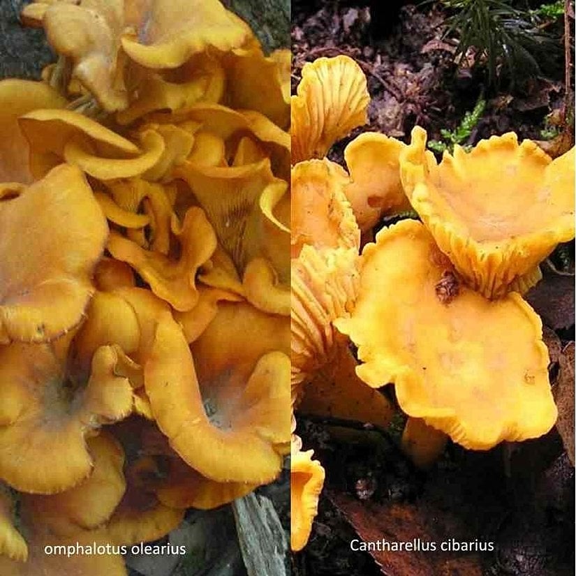 Sağdaki, leziz Cantharellus cibarius mantarı, soldaki zehirli Omphalotus olearius mantarı ile sıkça karıştırılmaktadır ve bu nedenle çok ciddi zehirlenmeler yaşanmaktadır.