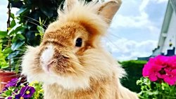 Ormanların Kralı Aslan mı ?