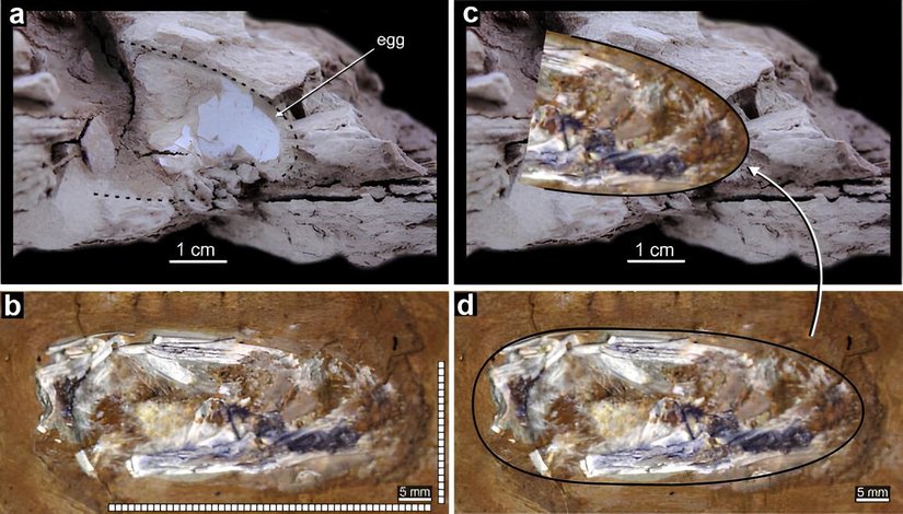 Pterodaustro yumurta bulguları.