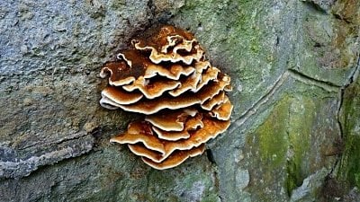 Kuru Çürüklük Mantarı (Serpula lacrymans)