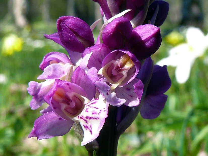 Orchis mascula