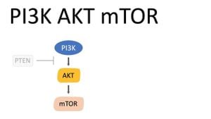 New Insights Into Treating Steroid-Induced Osteonecrosis Through PI3K/AKT Pathway