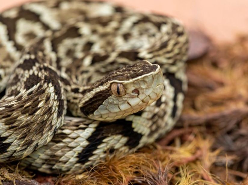 Bothrops jararaca.