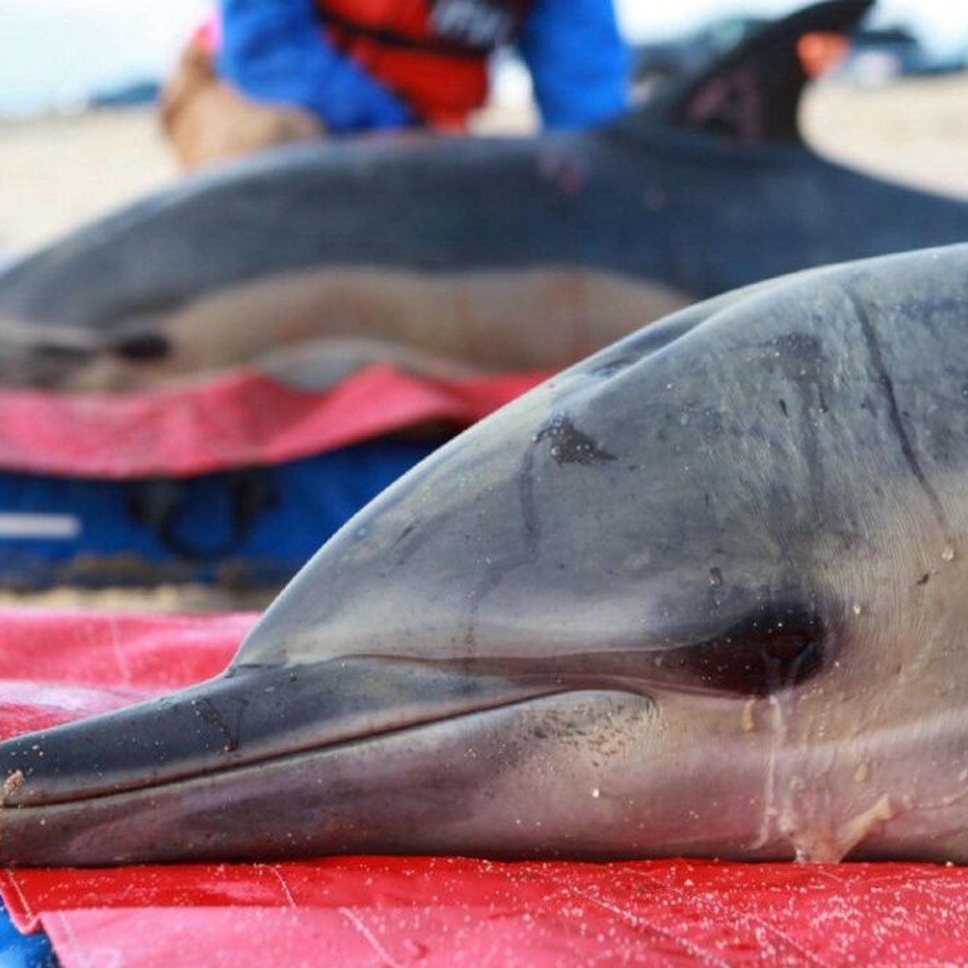 Kıyıya Vuran Bir Yunusu Kurtarmak İçin Neler Yapmalısınız?