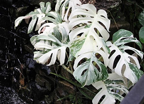 Kısmi albinizmi olan bir Monstera Deliciosa (tr: Deve tabanı)