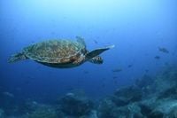 Nations ratify the world's first treaty to protect international waters
