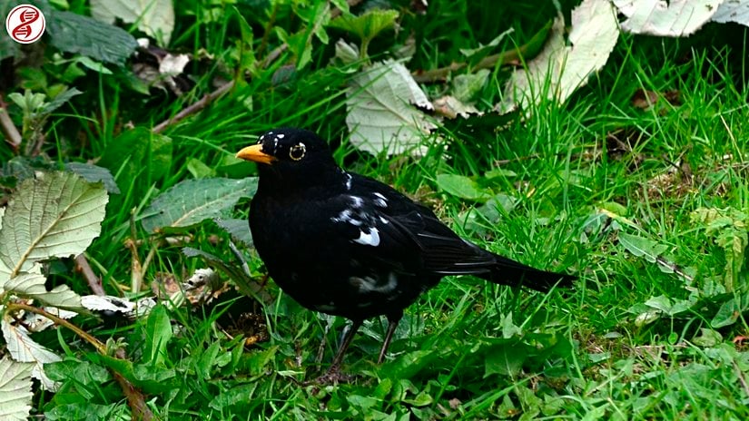 Parsiyel pigmentasyon kaybına bağlı görülen lökistik varyasyon, İngiltere.