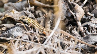 Yılan gözlü kertenkele (Ophisops elegans)