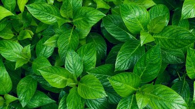 Bitkilər Torpağa Buraxdıqları Kimyəvi Maddələrlə Böyümələrinə Kömək Edən Faydalı Bakteriyaları Cəlb Edirlər!