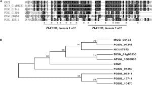 Discovering How Crz1 Transcription Factor Regulates Cmk2 Expression