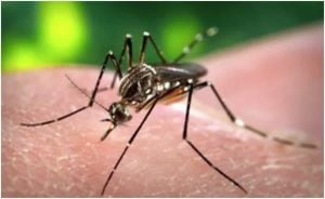 Mosquito-Borne Diseases Surge Amid Delhi Monsoon