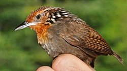 Kuşların Şarkıları ile İnsanların Şarkıları Arasında Çarpıcı Benzerlikler Keşfedildi!