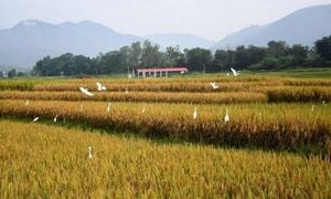 Nepal’s Gen Z Uprising Sparks Calls For Reform