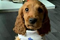 Therapy dog Bailey removed from NI prison over ‘callous and calculated threat to embarrass the governor’