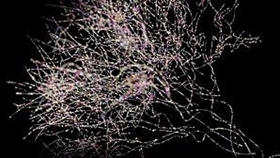 Tarih Öncesi Virüsler ve Beynin Fonksiyonu