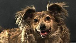 Korku Katliamı Meşrulaştırmaz: Sokak Hayvanlarını Öldürmek Çözüm Olamaz