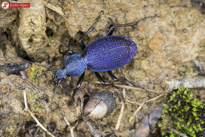 Menekşe karafatma (Carabus scabrosus), erişkin birey.