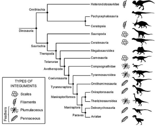 Kuşların akrabalık ilişkilerini gösteren dinozor kladogramı ve tüylerin evrimi