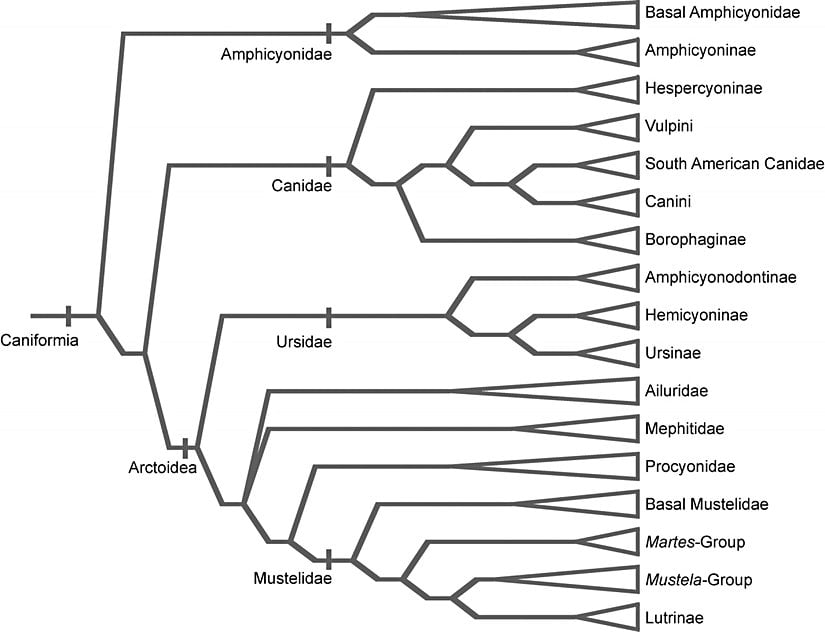 Köpeğimsilerin Taksonomisi