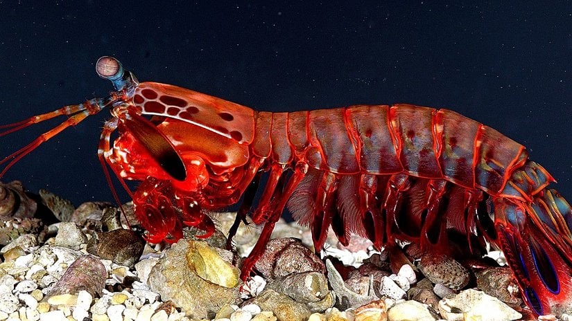 Mantis Karidesi (Peygamberdevesi Karidesi)