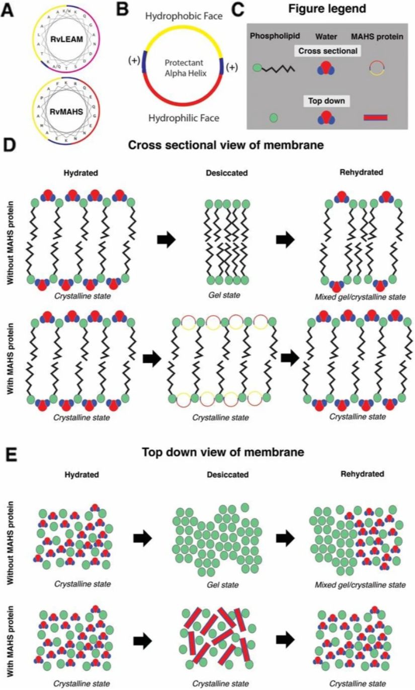 MAHS proteininin genel yapısı ve kuruma sırasında hücre içi moleküller ile olan etkileşimi.   A) MAHS iki farklı tipinin yapısı.   B) Bir MAHS proteininin su üzerine afilitesinin gösterimi.   C) Görsel lejandı.  D) Üst panel, MAHS proteinleri ile korunmayan fosfolipid çift katmanlarını hidratlanmış (kristalin), kurutulmuş (jel) ve rehidre edilmiş (karışık jel/kristalin) hallerde gösterir. Alt panelde, hidratlanmış (kristalin), kurutulmuş (kristalin) ve rehidre edilmiş (kristalin) hallerde MAHS proteinlerinin koruma sağladığı fosfolipit çift katmanları gösterilmektedir.   E) Bir fosfolipid çift katmanının yukarıdan aşağıya görünümü. Üst panel, MAHS proteinlerinden korunmayan fosfolipid çift katmanlarını hidratlanmış (kristalin), kurutulmuş (jel) ve rehidre edilmiş (karışık jel/kristalin) hallerde gösterir. Alt panel, hidratlanmış (kristalin), kurutulmuş (kristalin) ve rehidre edilmiş (kristalin) hallerde MAHS proteinleri ile koruma sağlayan fosfolipid çift katmanlarını gösterir.