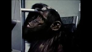 Chimpanzees Show Enhanced Task Performance With Audience