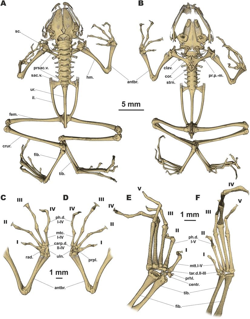 Kurbağa anatomisi. ur.: urostil, il.: ilium.